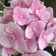Hydrangea macr. 'Ankong Character Pink'