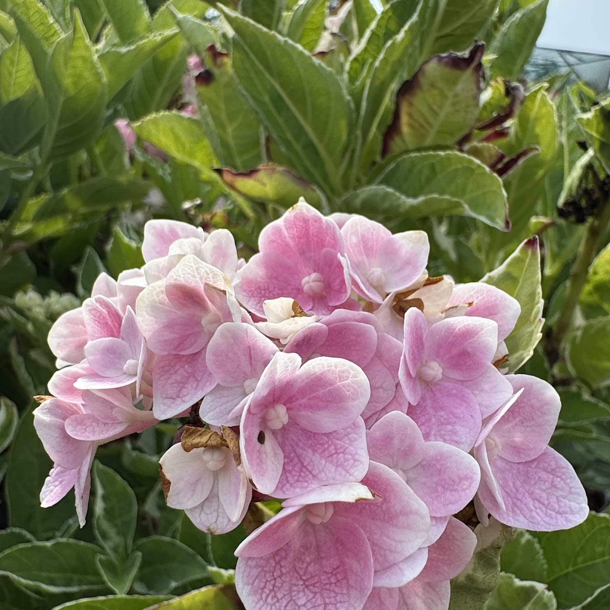 Hydrangea macr. 'Ankong Character Pink'