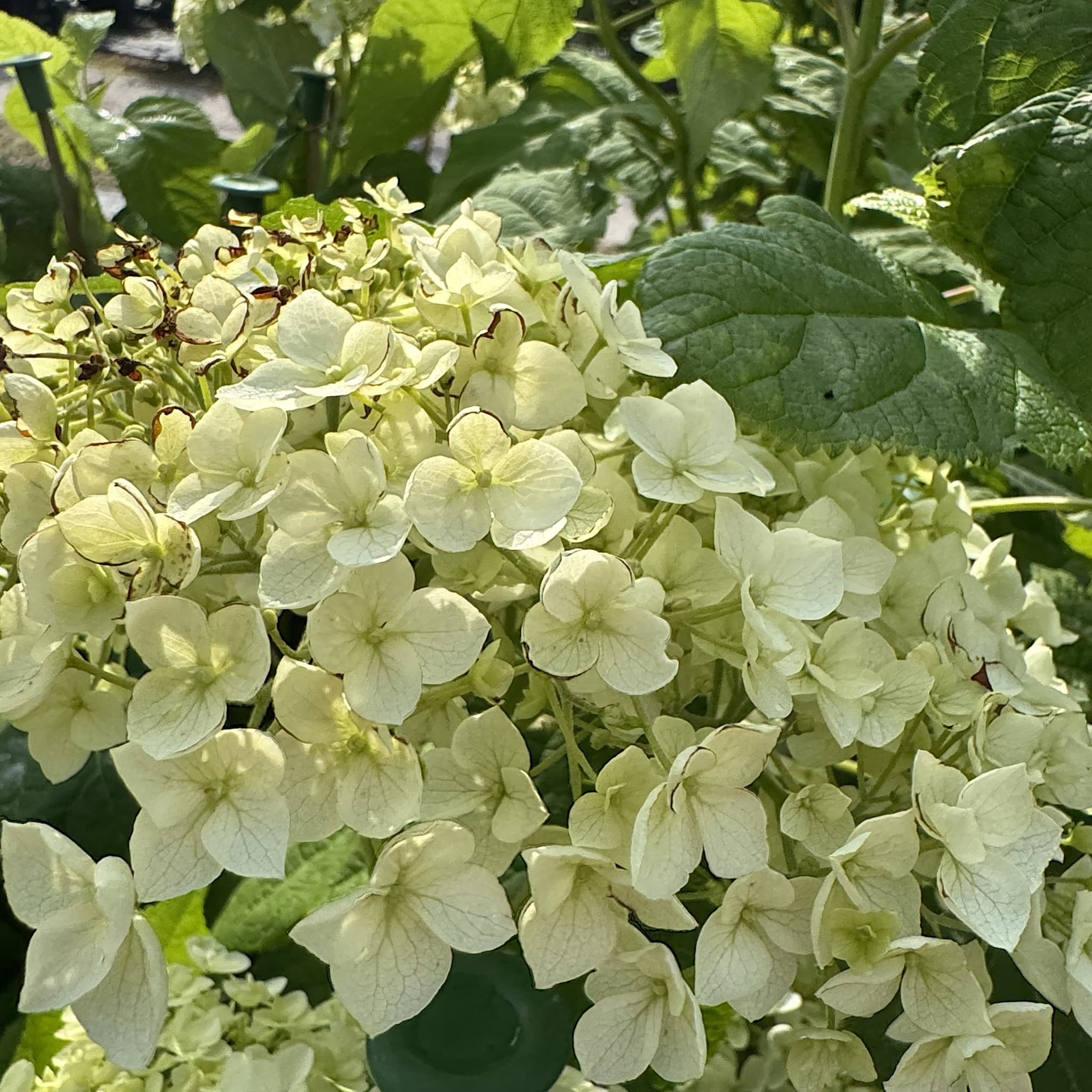 Hydrangea arbor. 'Annabelle'