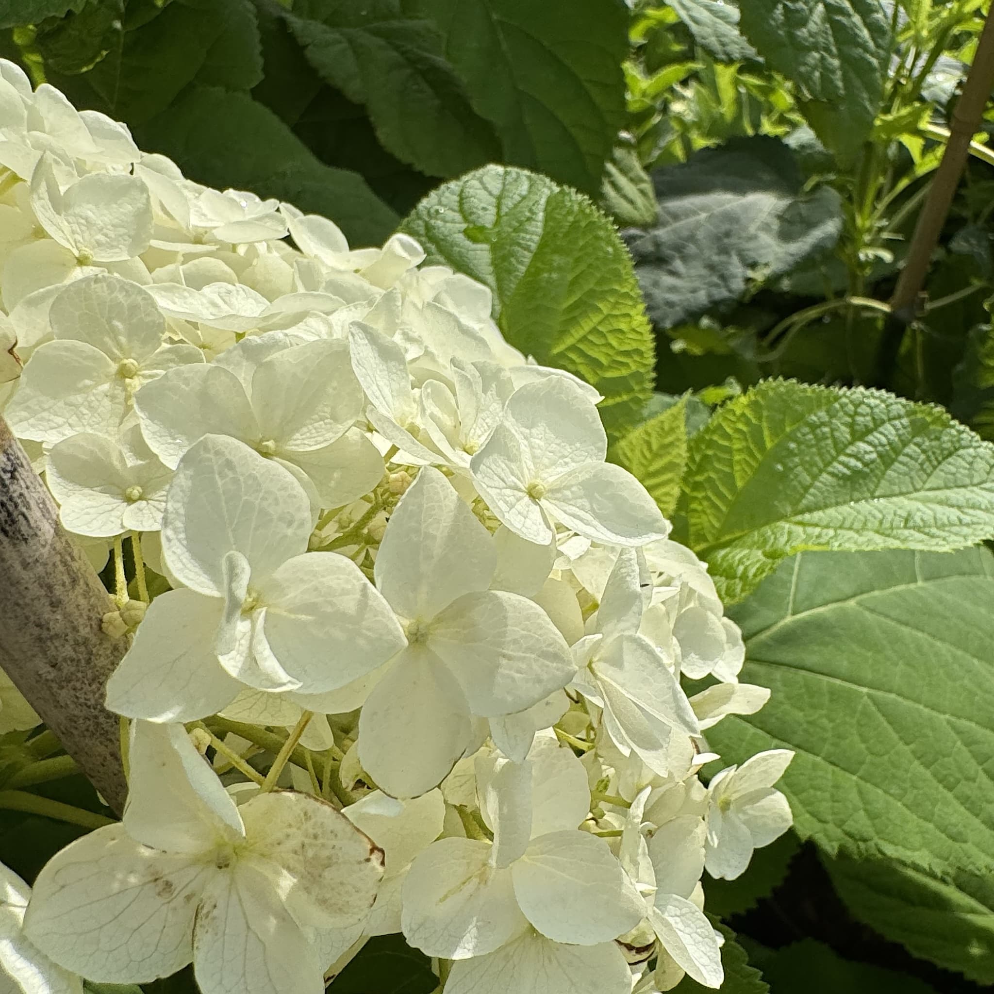Hydrangea arbor. 'Annabelle'