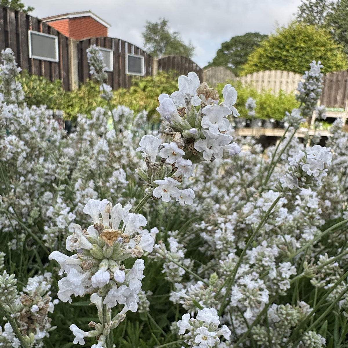 Lavandula ang. 'Alba'