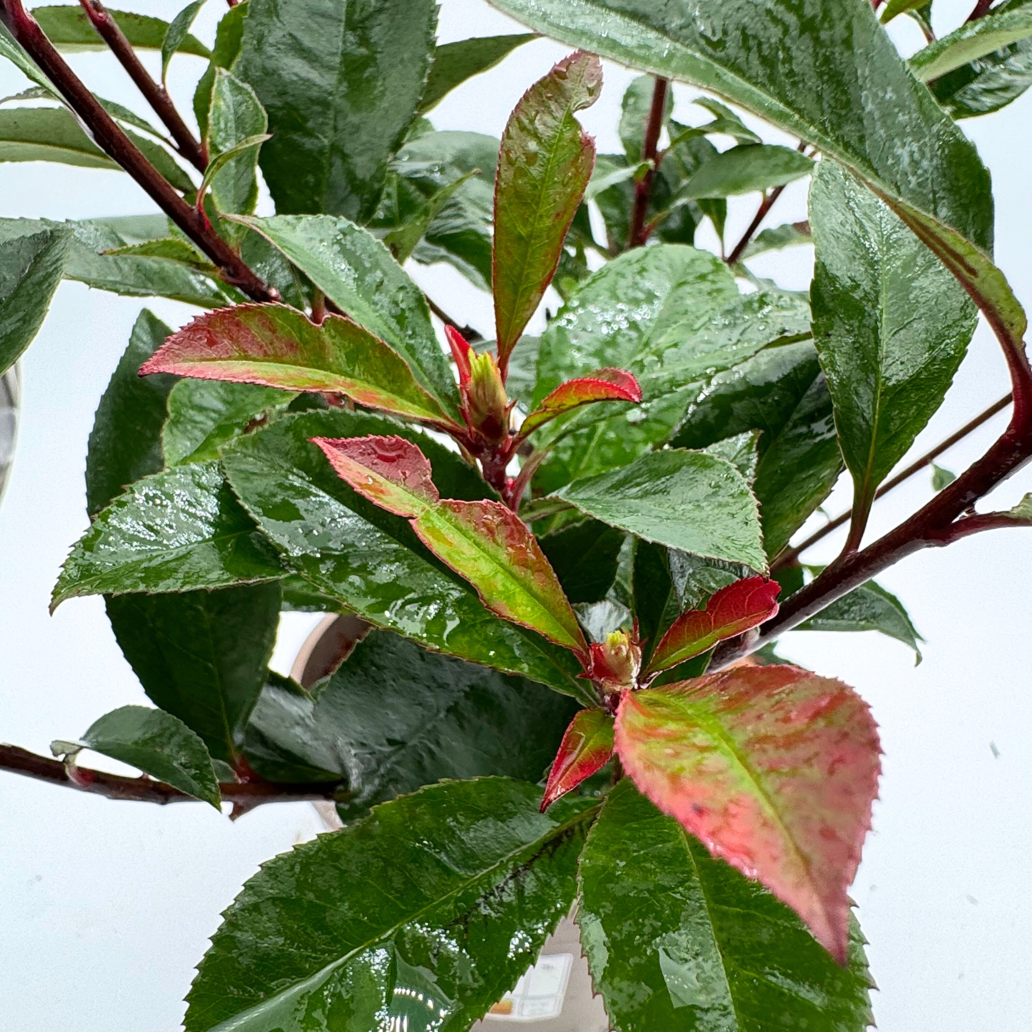 Photinia 'Carre Rouge'