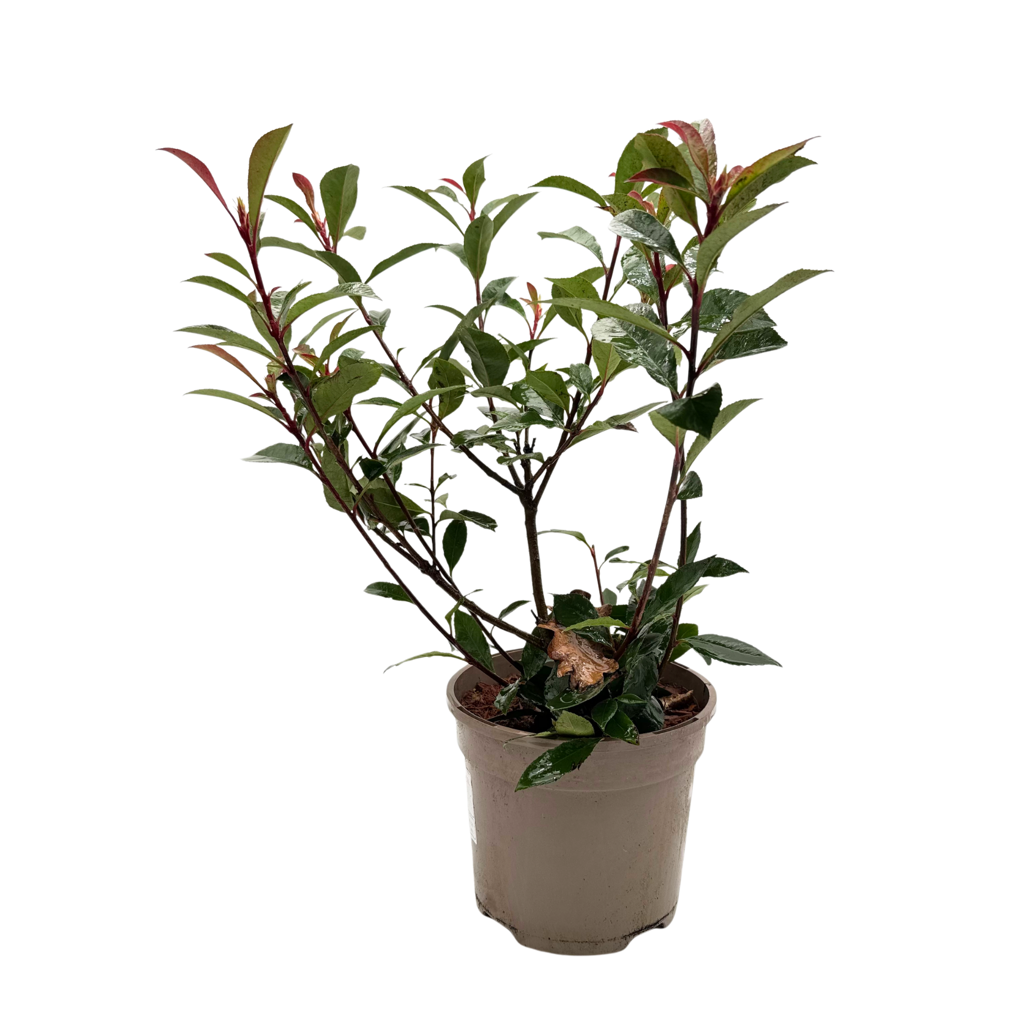 Photinia 'Carre Rouge'