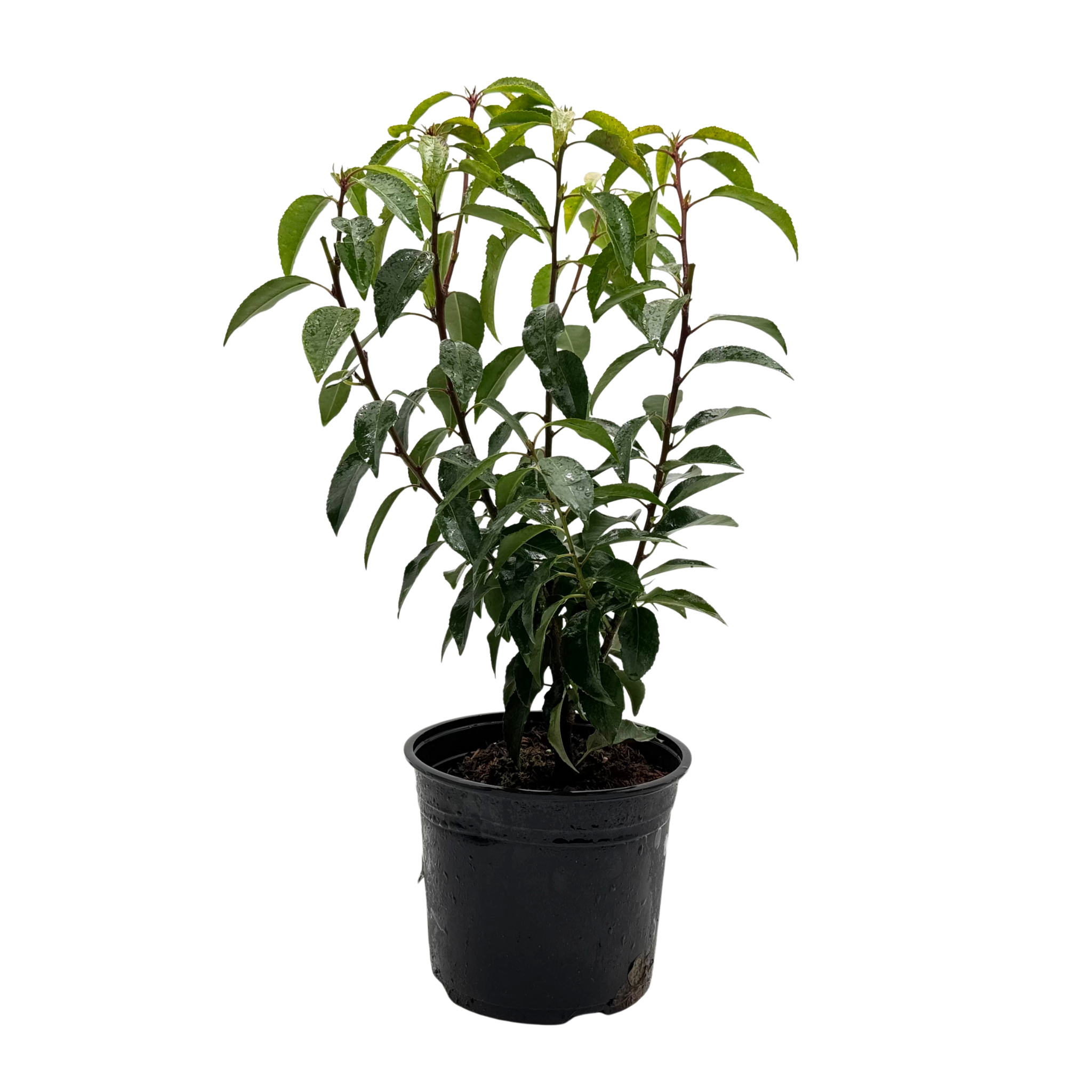 Prunus lusitanica