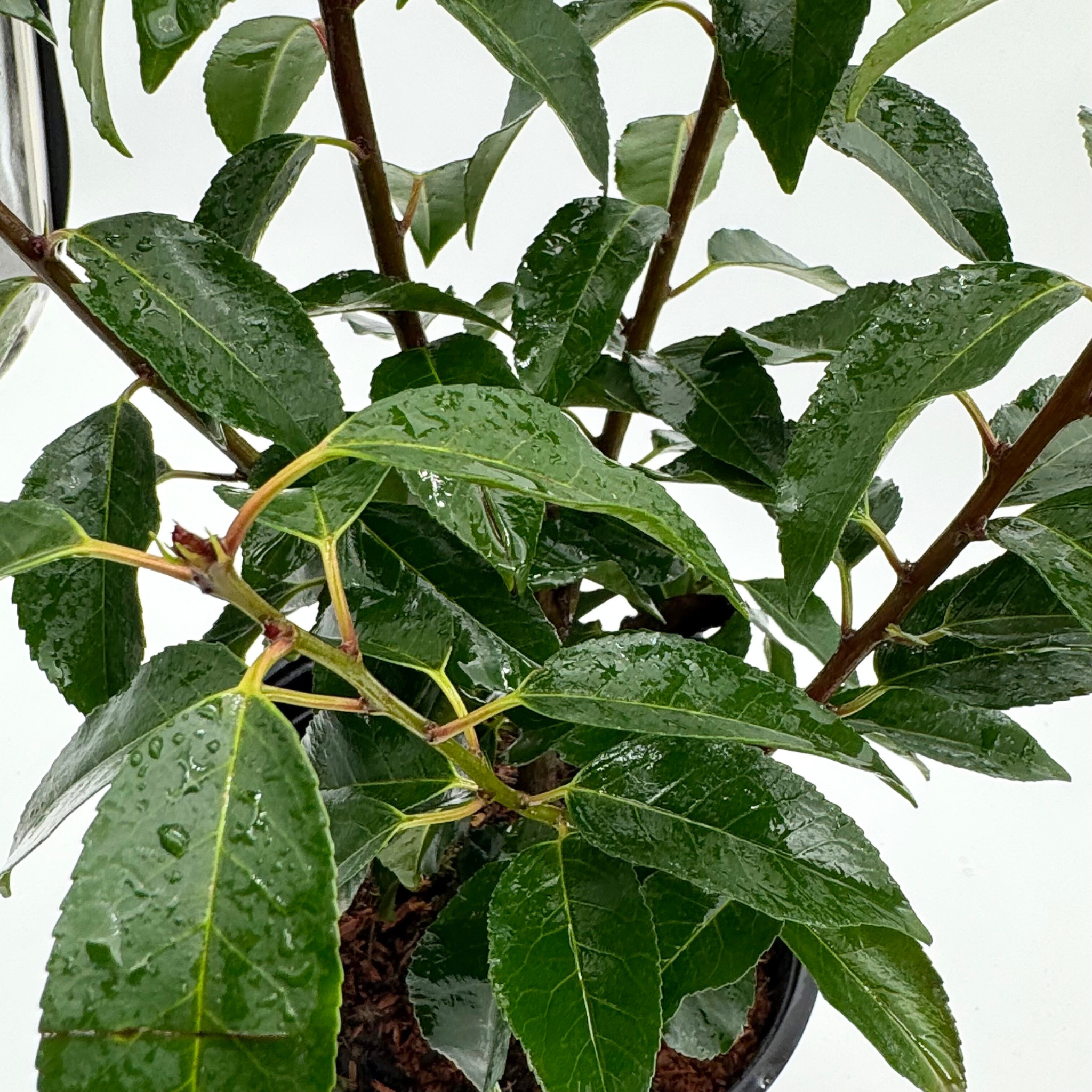 Prunus lusitanica