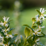 Sarcococca confusa