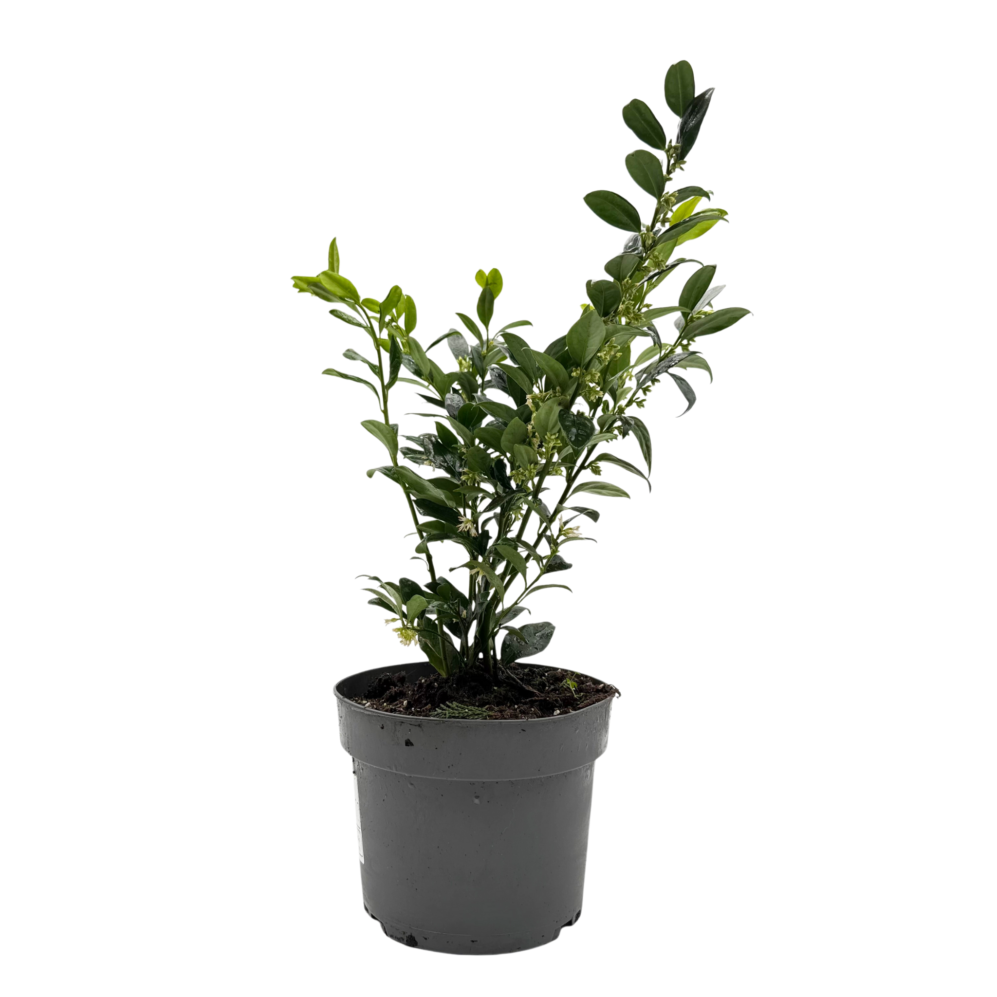 Sarcococca confusa