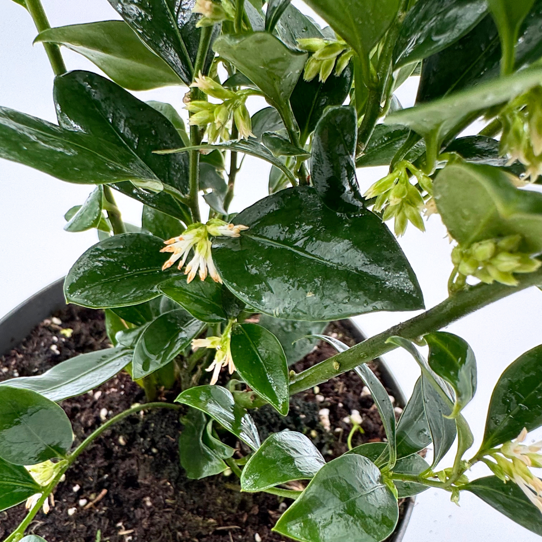 Sarcococca confusa