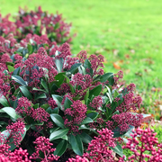 Skimmia japonica 'Rubella'
