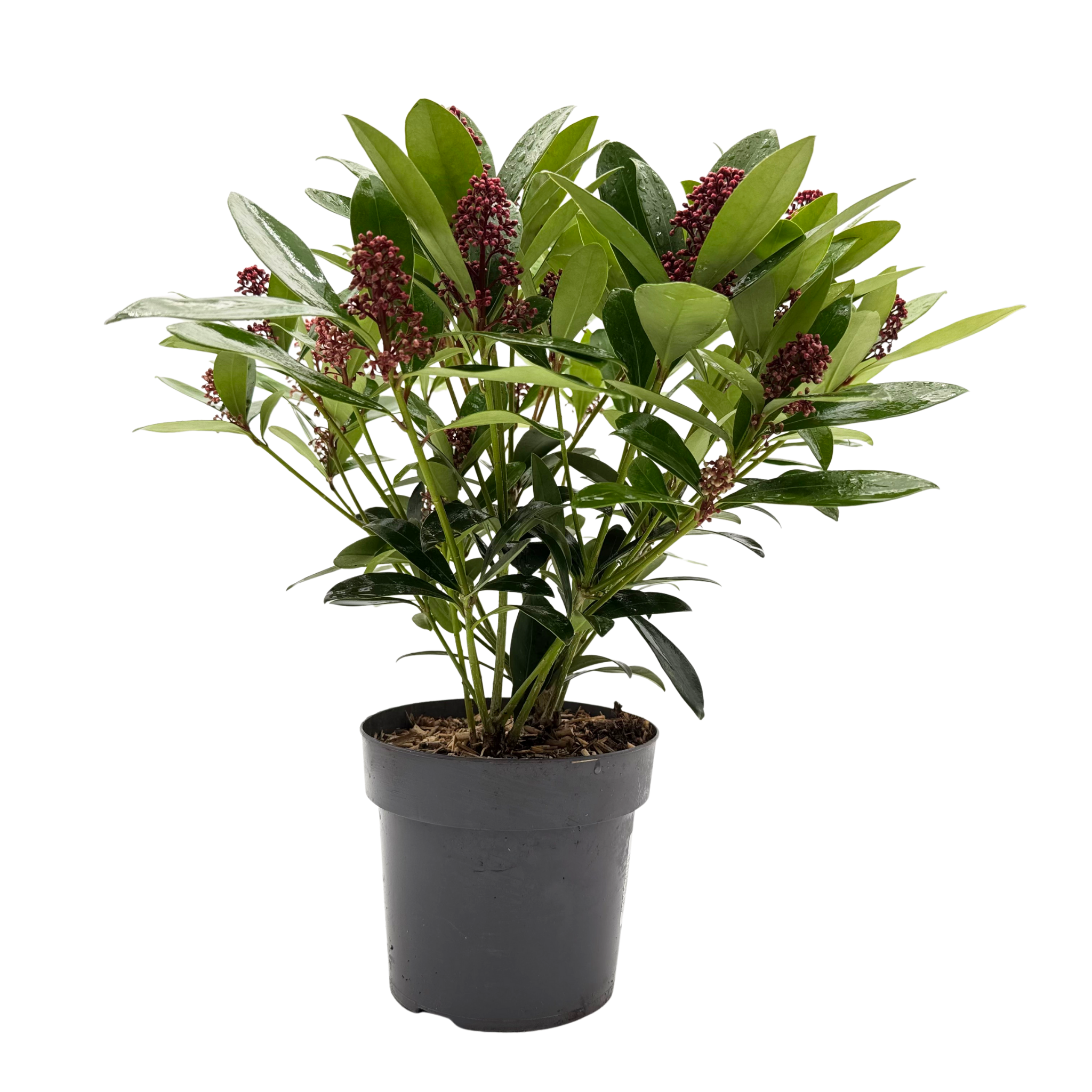 Skimmia japonica 'Rubella'
