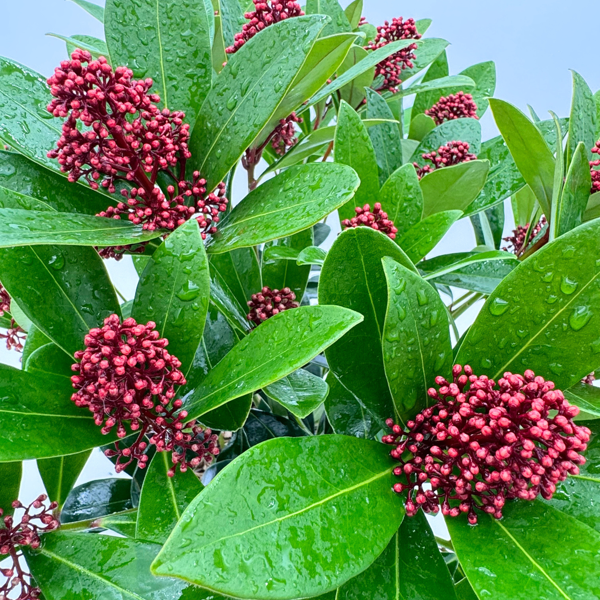 Skimmia japonica 'Rubella'
