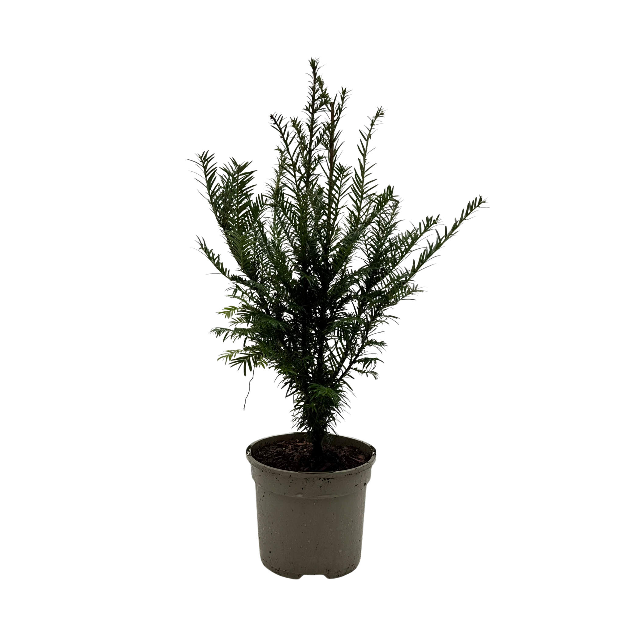 Taxus baccata