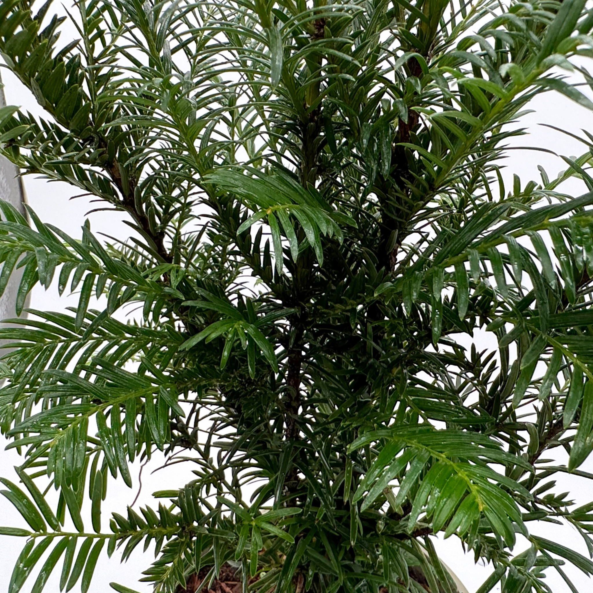 Taxus baccata