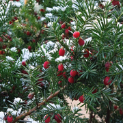 Taxus baccata