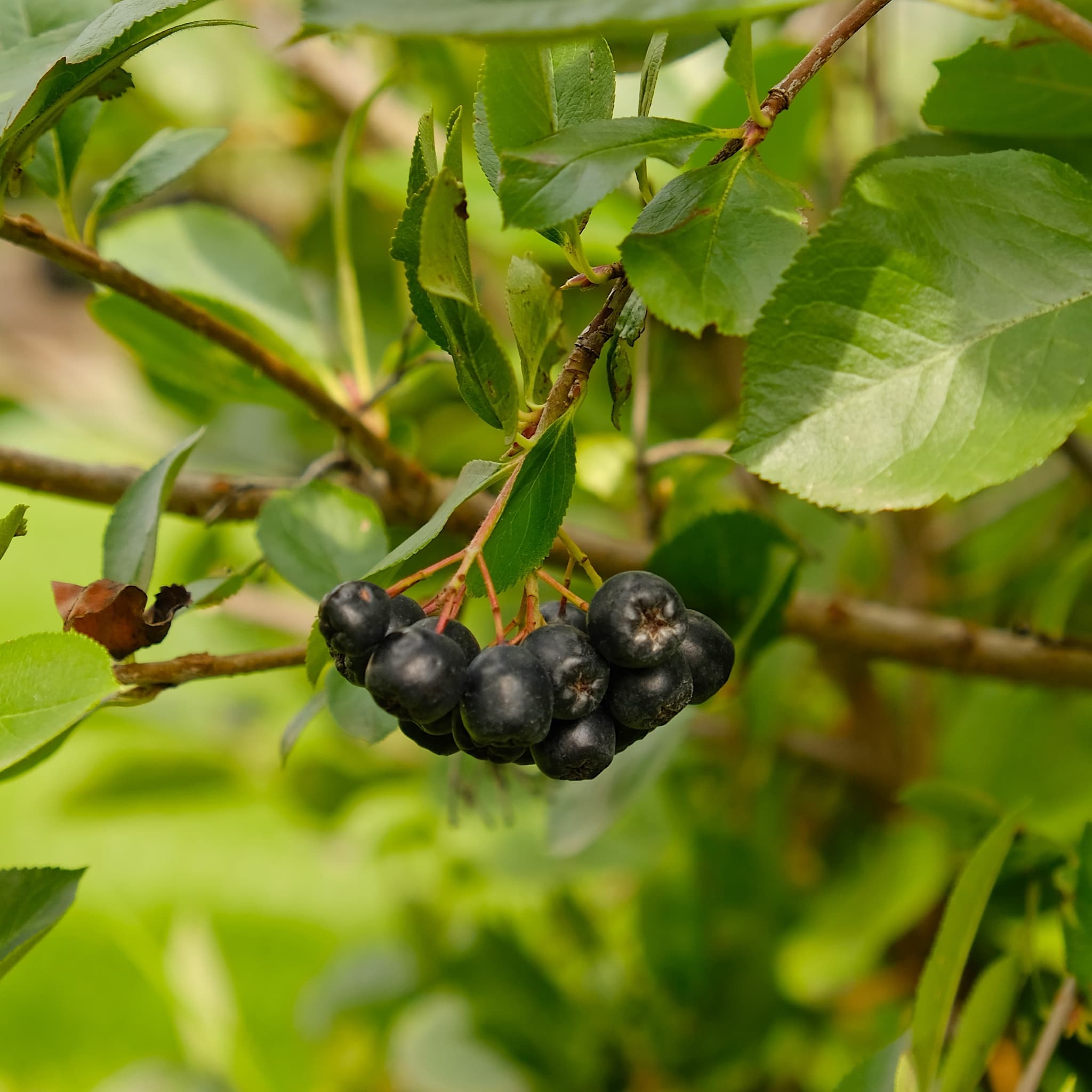 Aronia melanocarpa 'Lowberry Little Helpers'