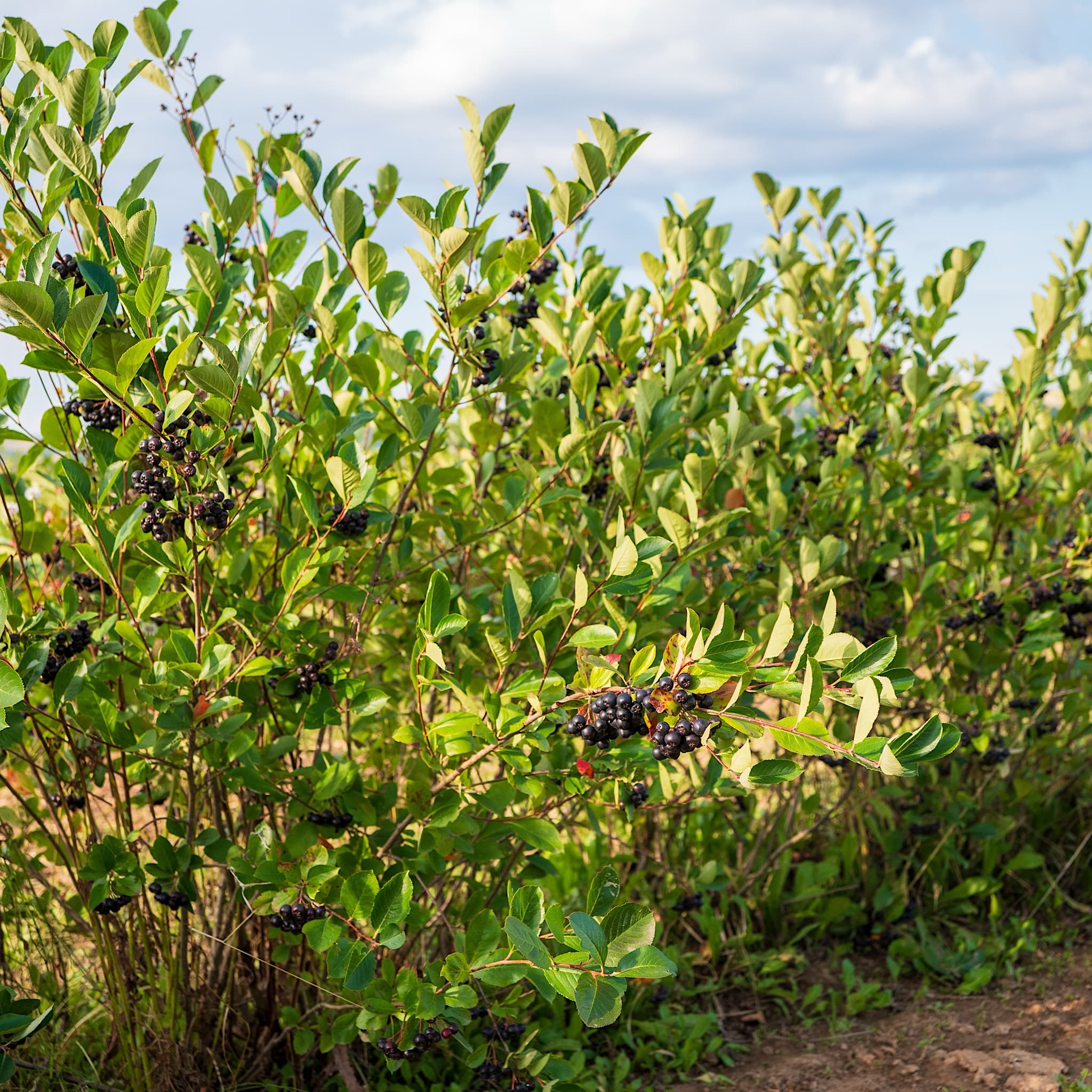 Aronia melanocarpa 'Lowberry Little Helpers'