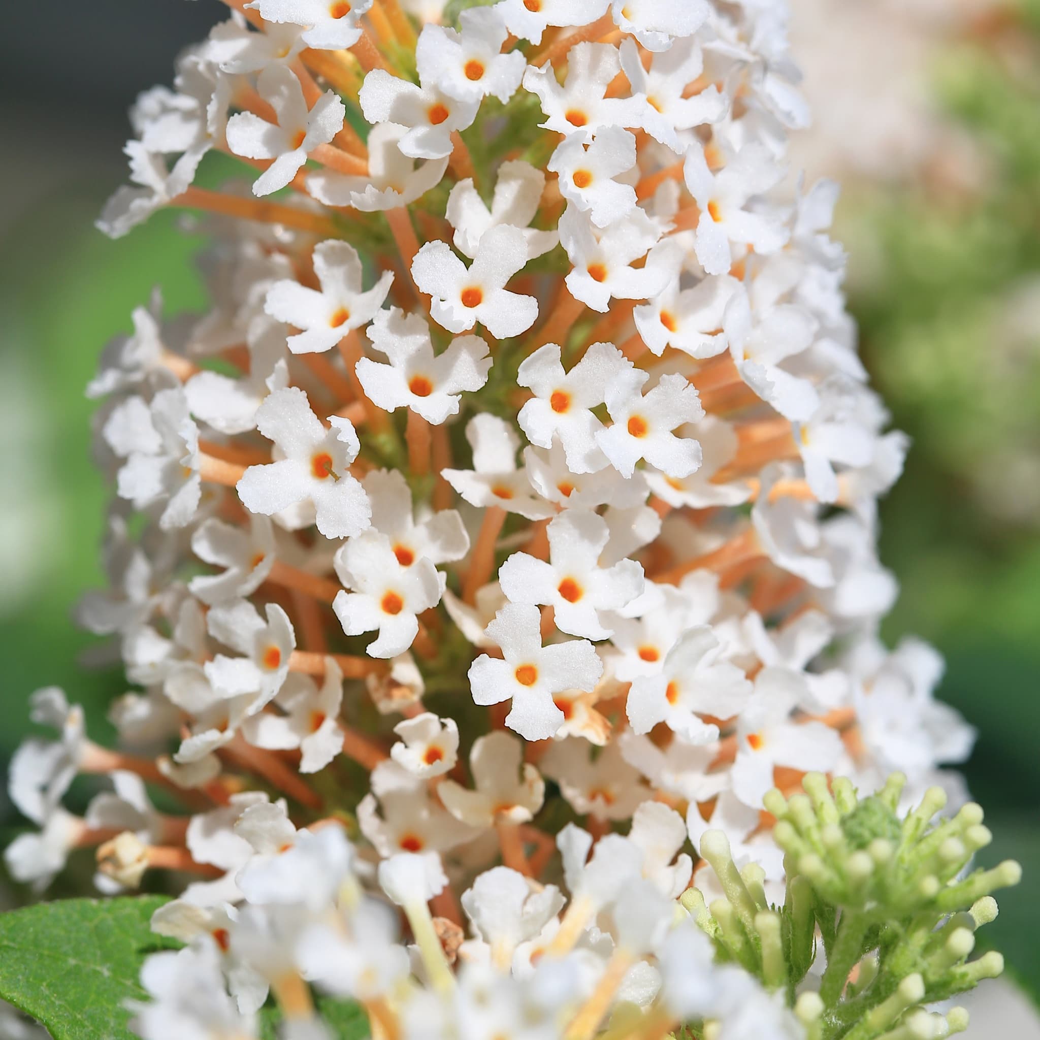 Buddleja 'Butterfly Candy Little White'