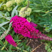 Buddleja dav. 'Royal Red'