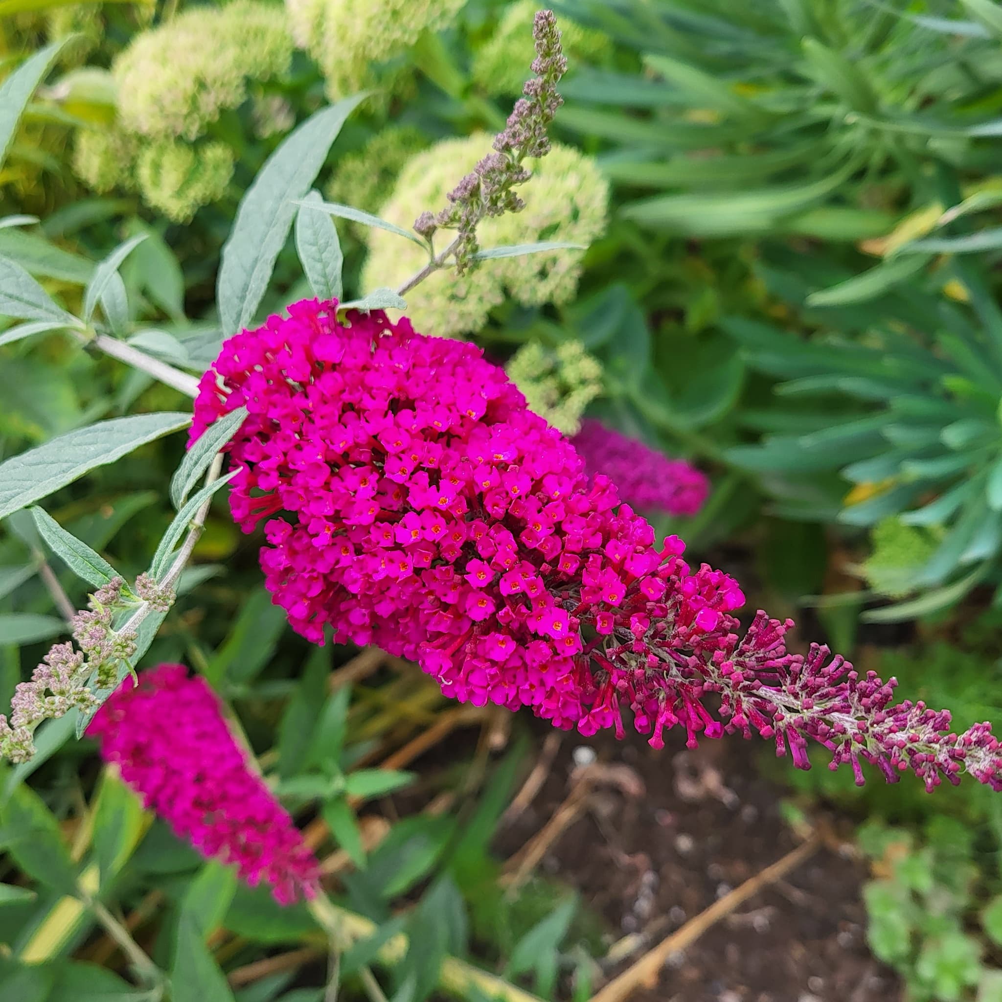 Buddleja dav. 'Royal Red'
