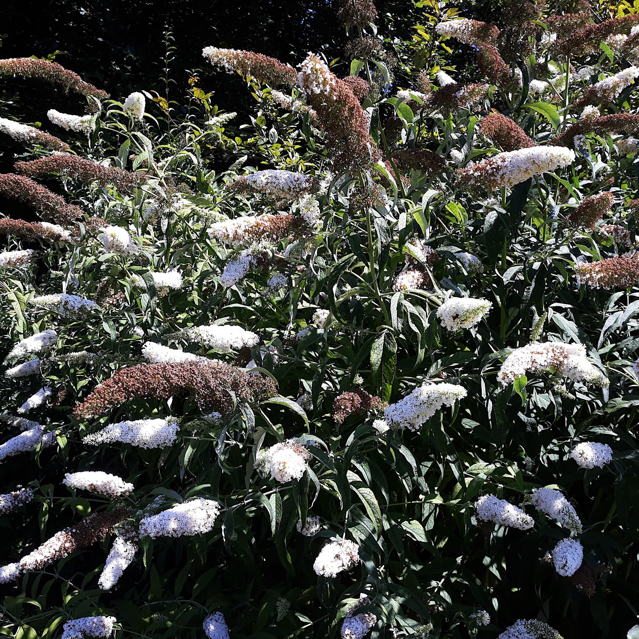 Buddleja dav. 'White Profusion'