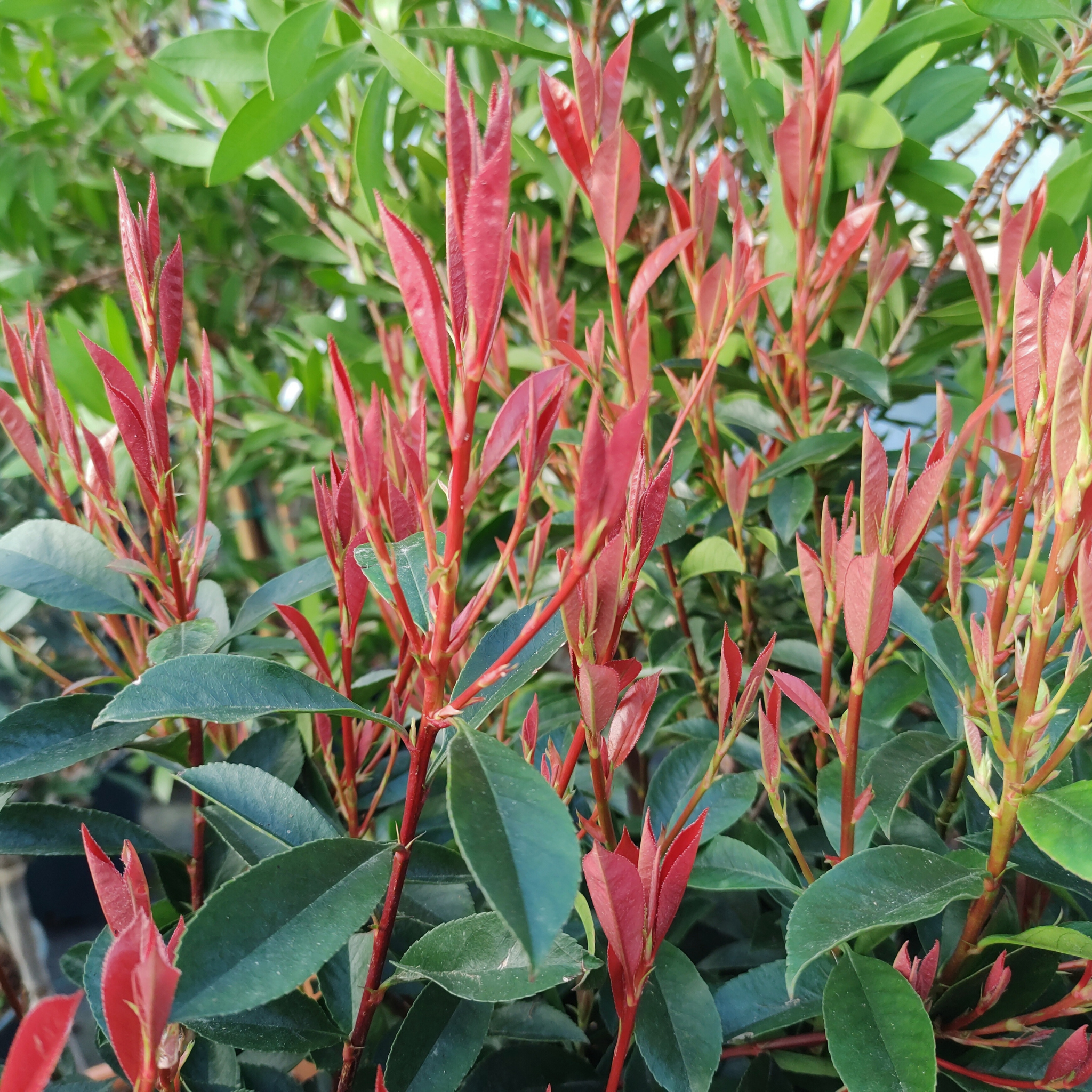 Photinia 'Carre Rouge'