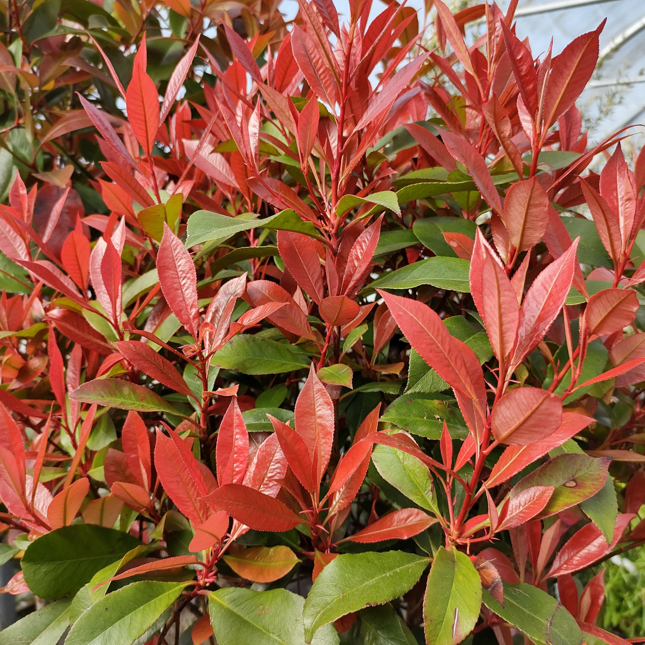 Photinia 'Carre Rouge'