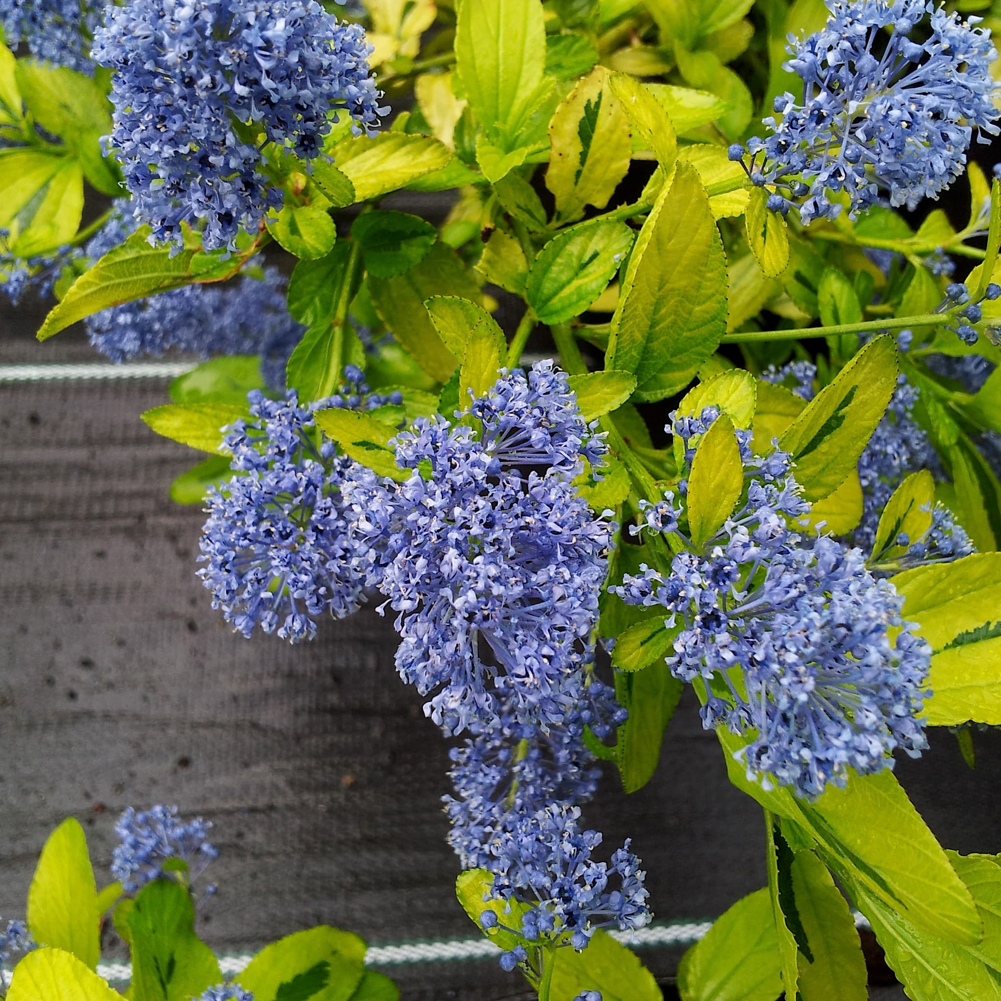 Ceanothus 'Eldorado'