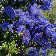 Ceanothus 'Puget Blue'