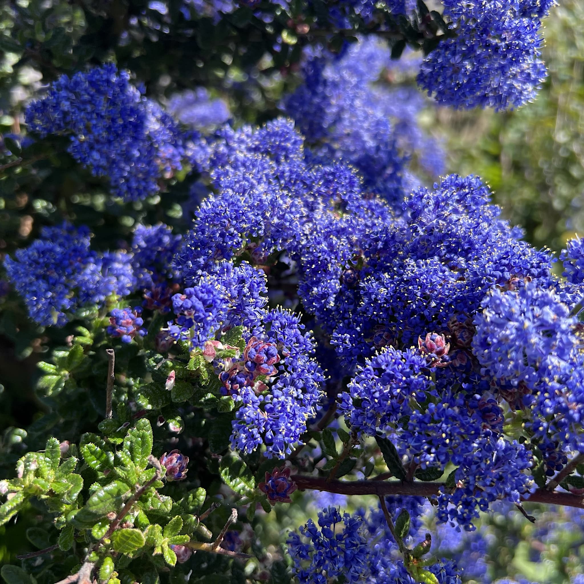 Ceanothus 'Puget Blue'