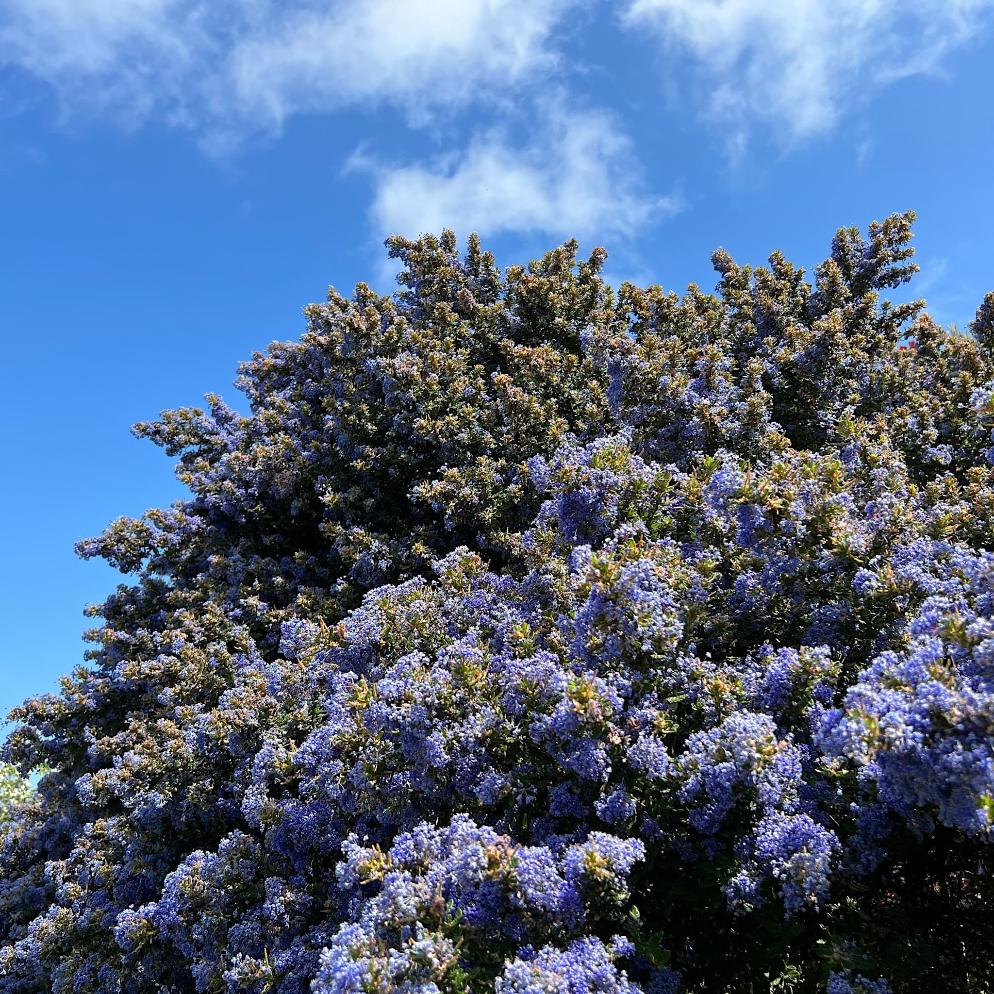 Ceanothus 'Puget Blue'