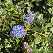 Ceanothus thyrsiflorus repens
