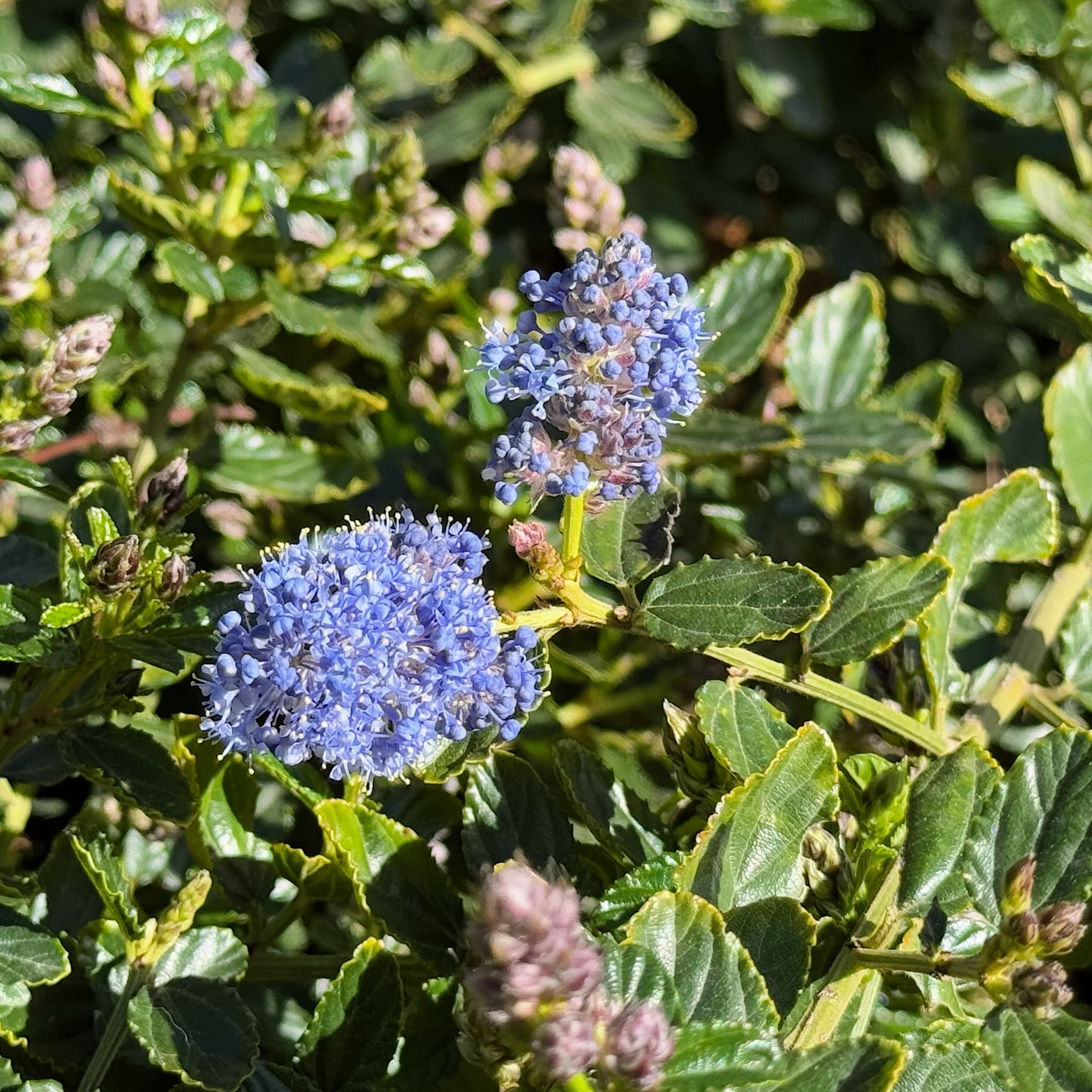 Ceanothus thyrsiflorus repens