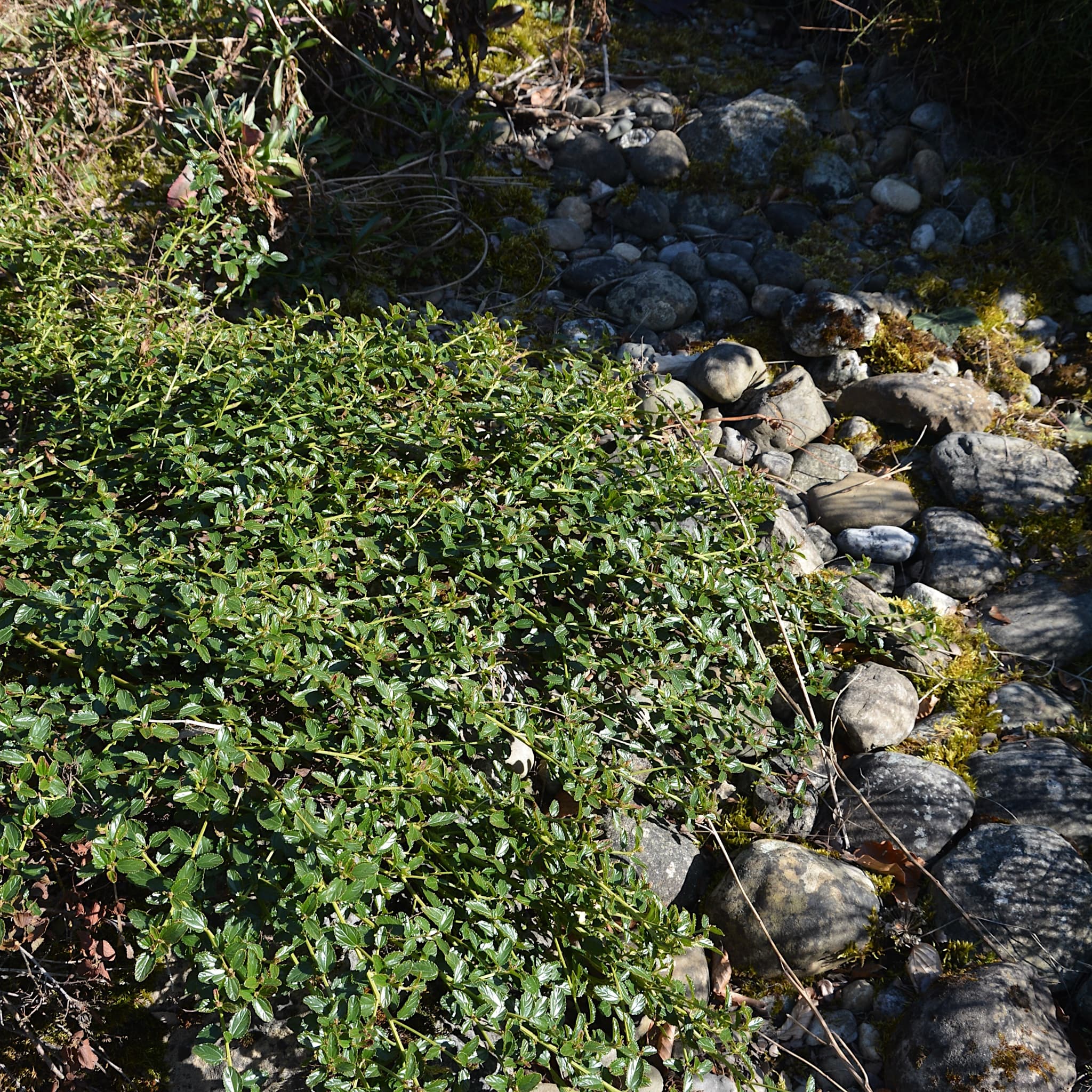 Ceanothus thyrsiflorus repens