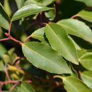 Prunus lusitanica