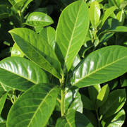 Prunus laur. 'Rotundifolia'
