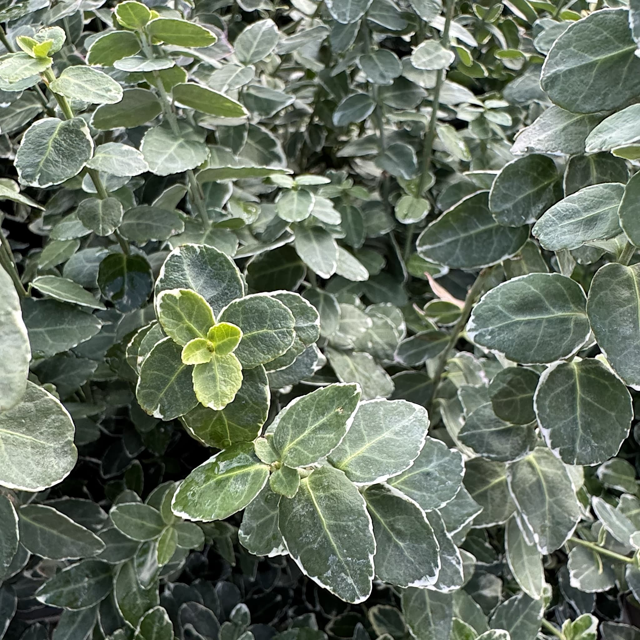Euonymus fort. 'Emerald Gaiety'