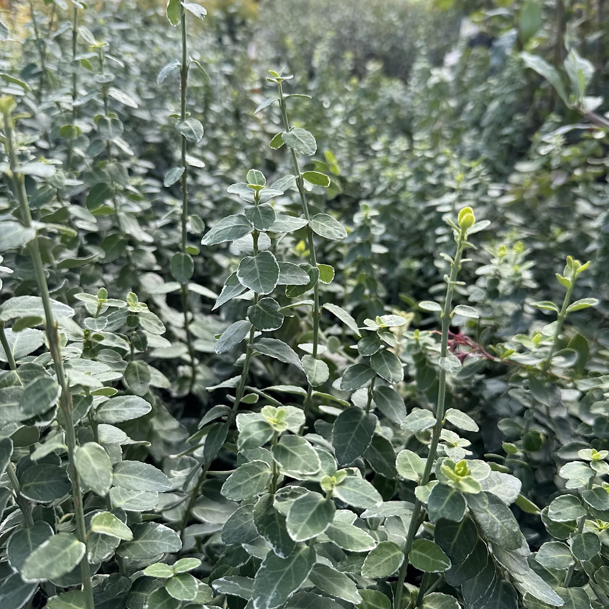 Euonymus fort. 'Emerald Gaiety'