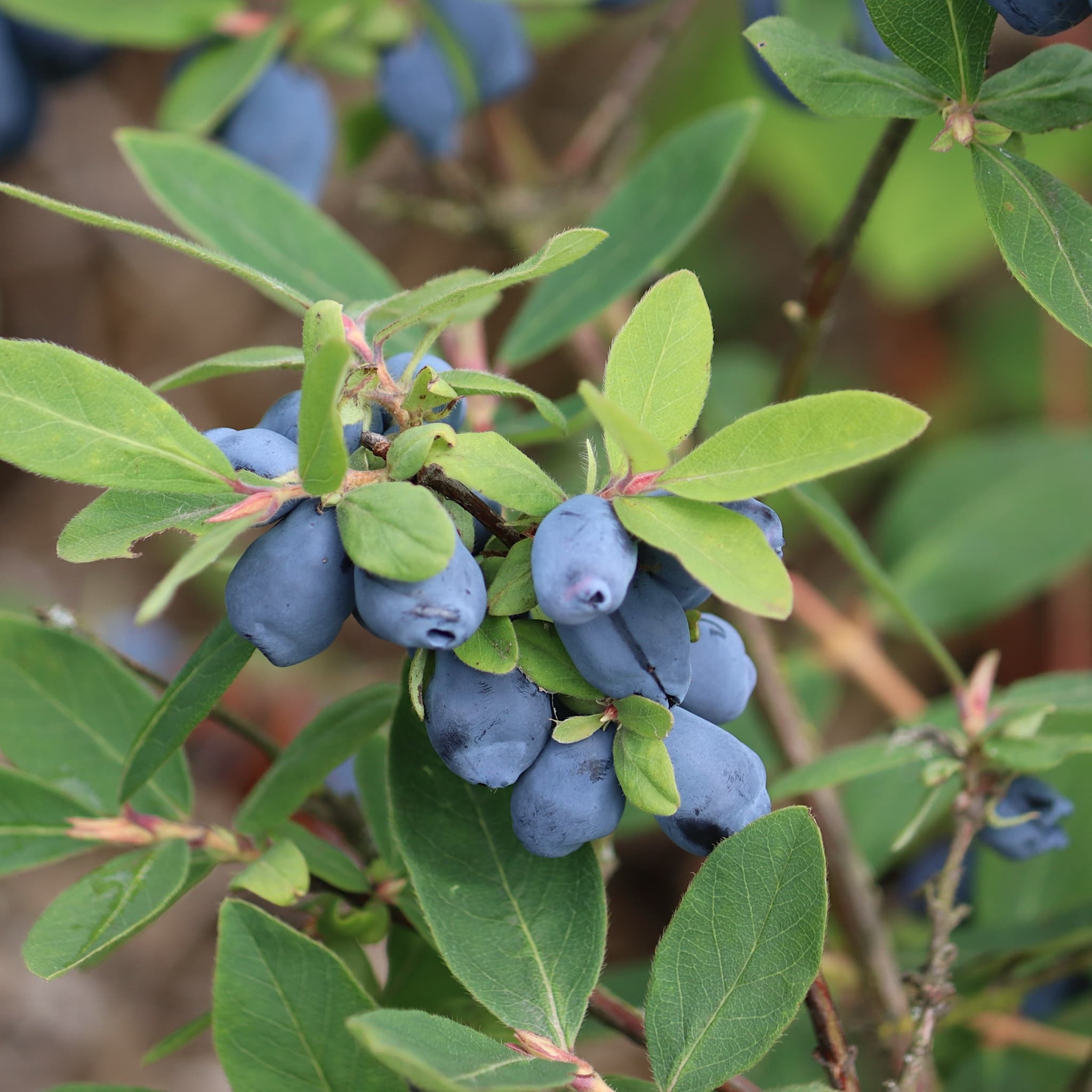 Lonicera caerulea 'Honey Bee'