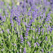 Lavandula ang. 'Essence Purple'