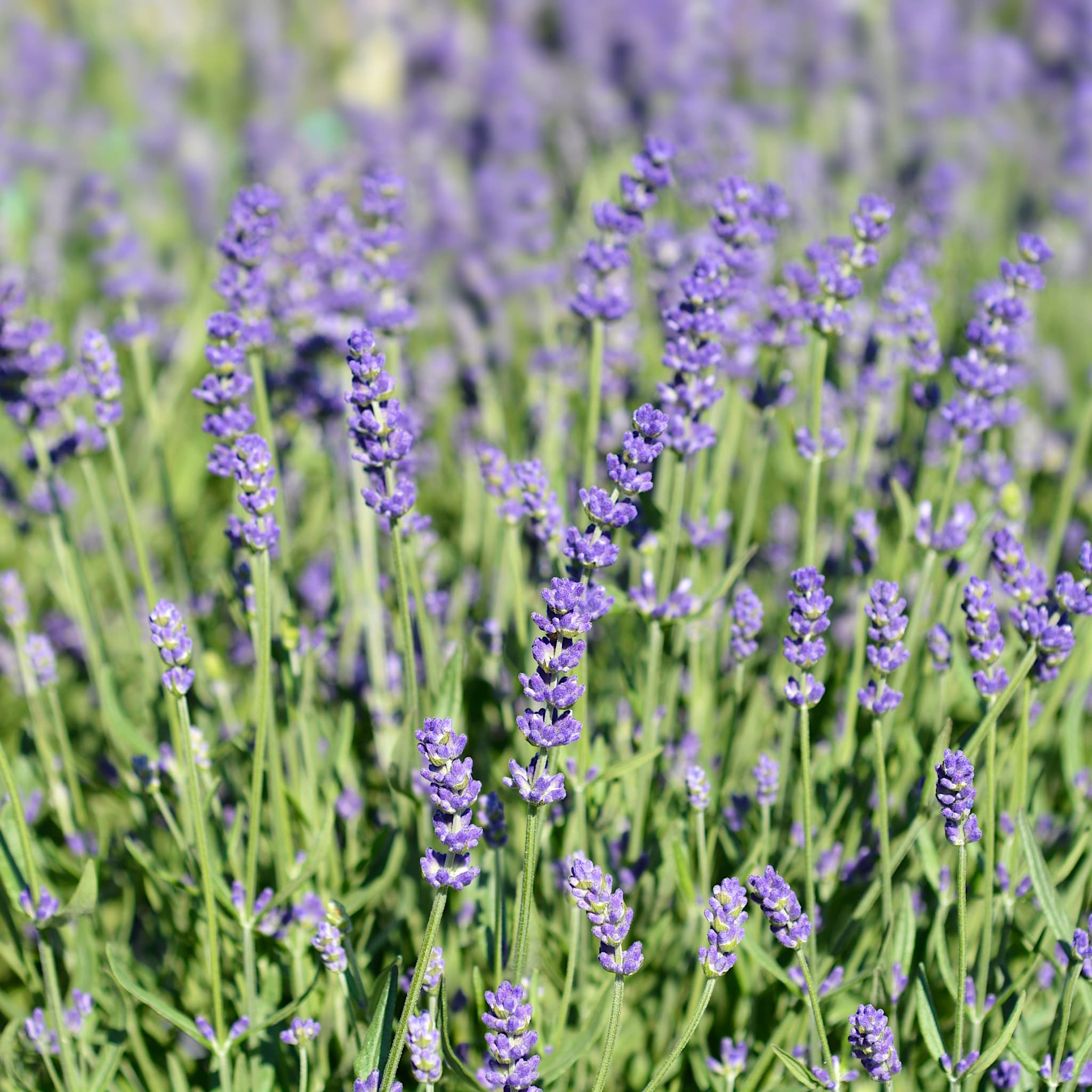 Lavandula ang. 'Essence Purple'