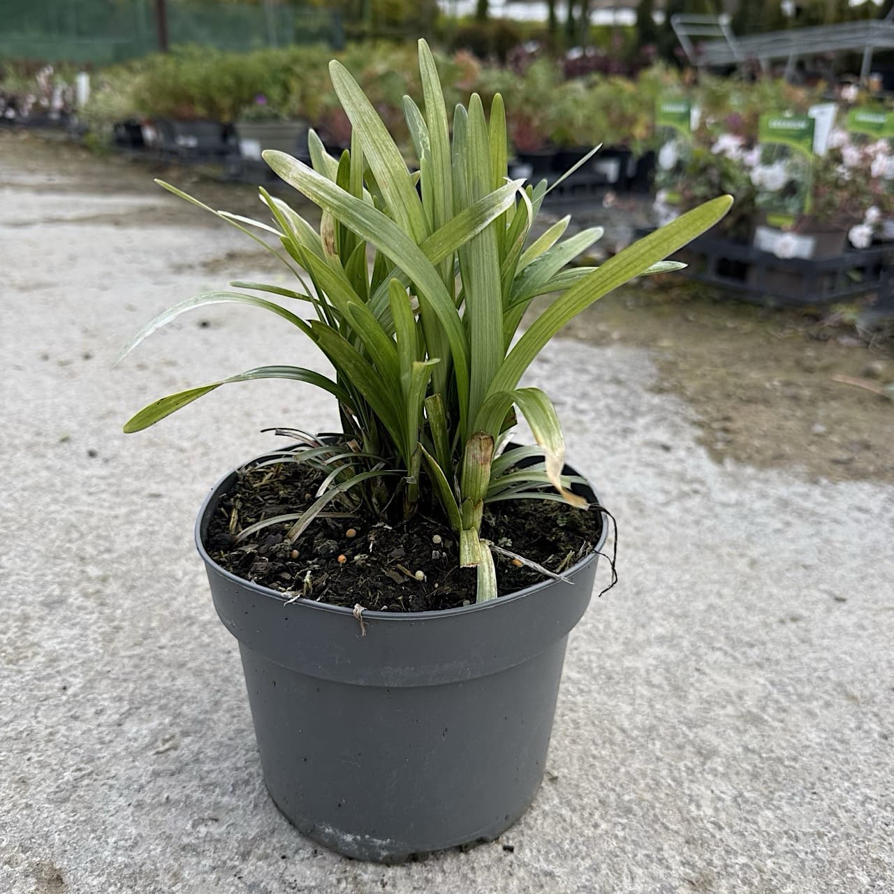 Liriope muscari 'Monroe White'
