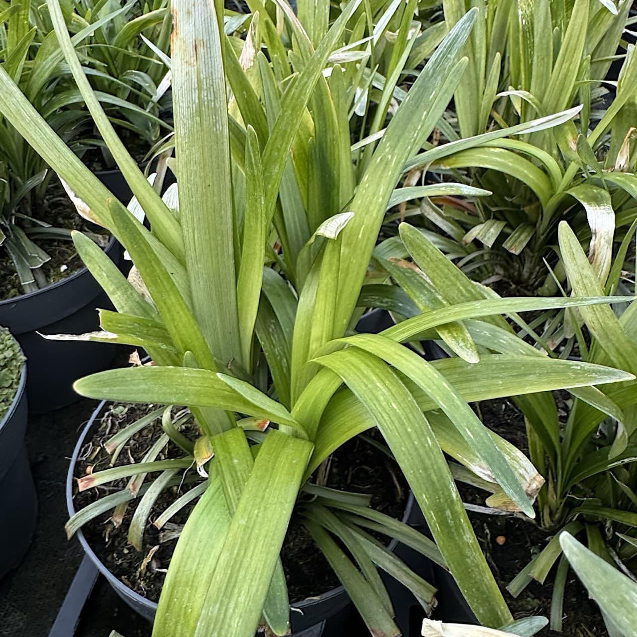 Liriope muscari 'Monroe White'