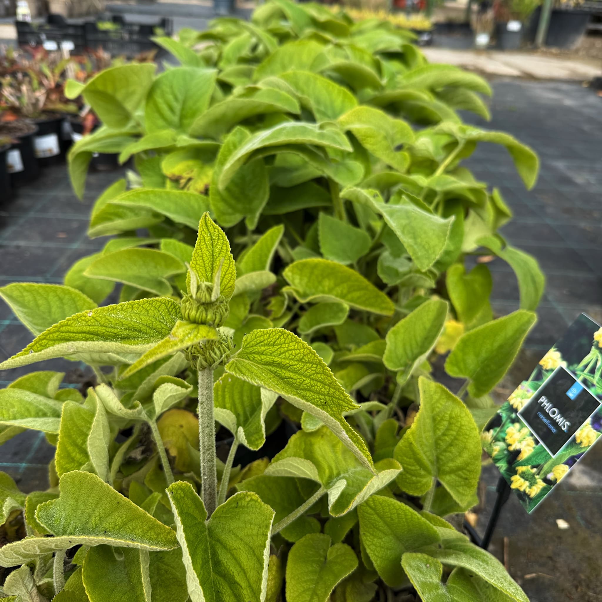 Phlomis russeliana