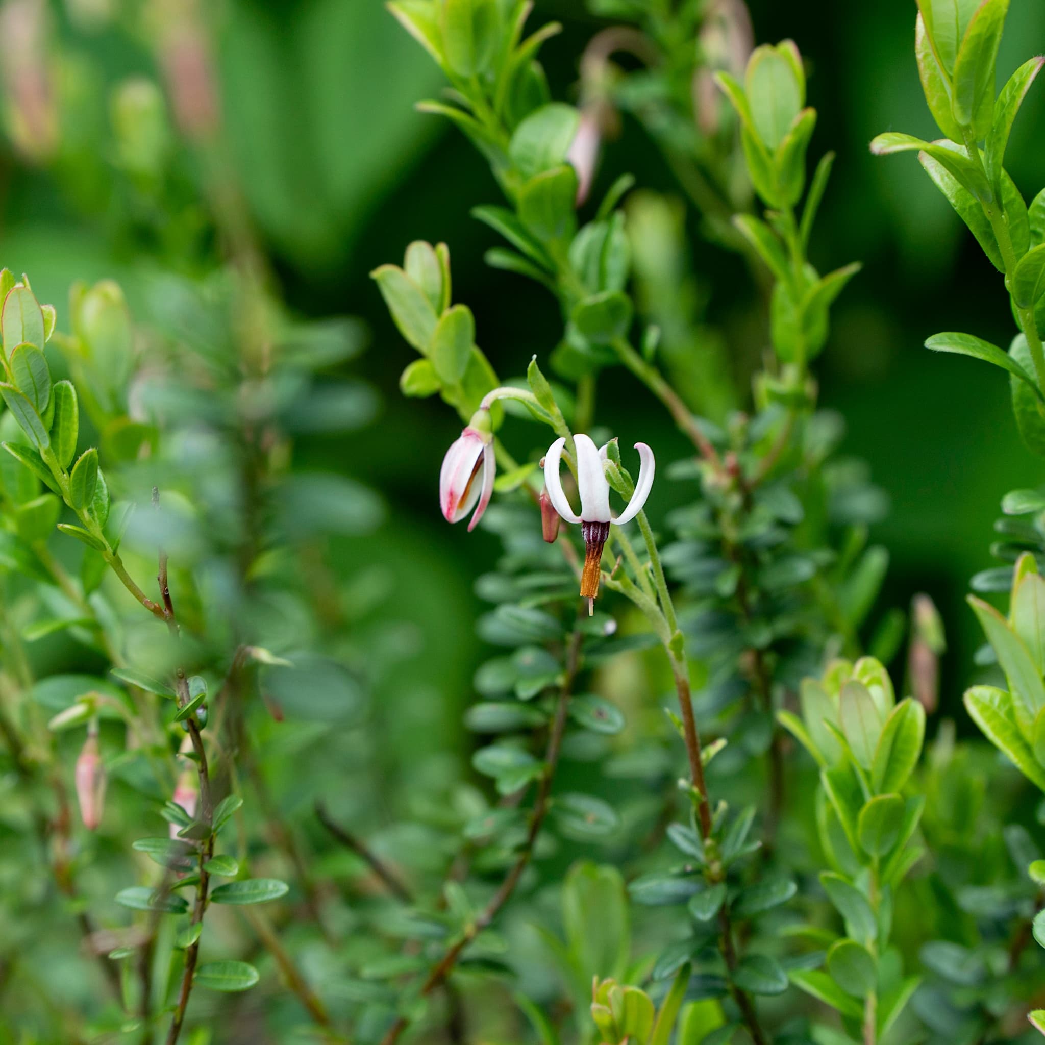 Vaccinium mácr. 'Pilgrim'