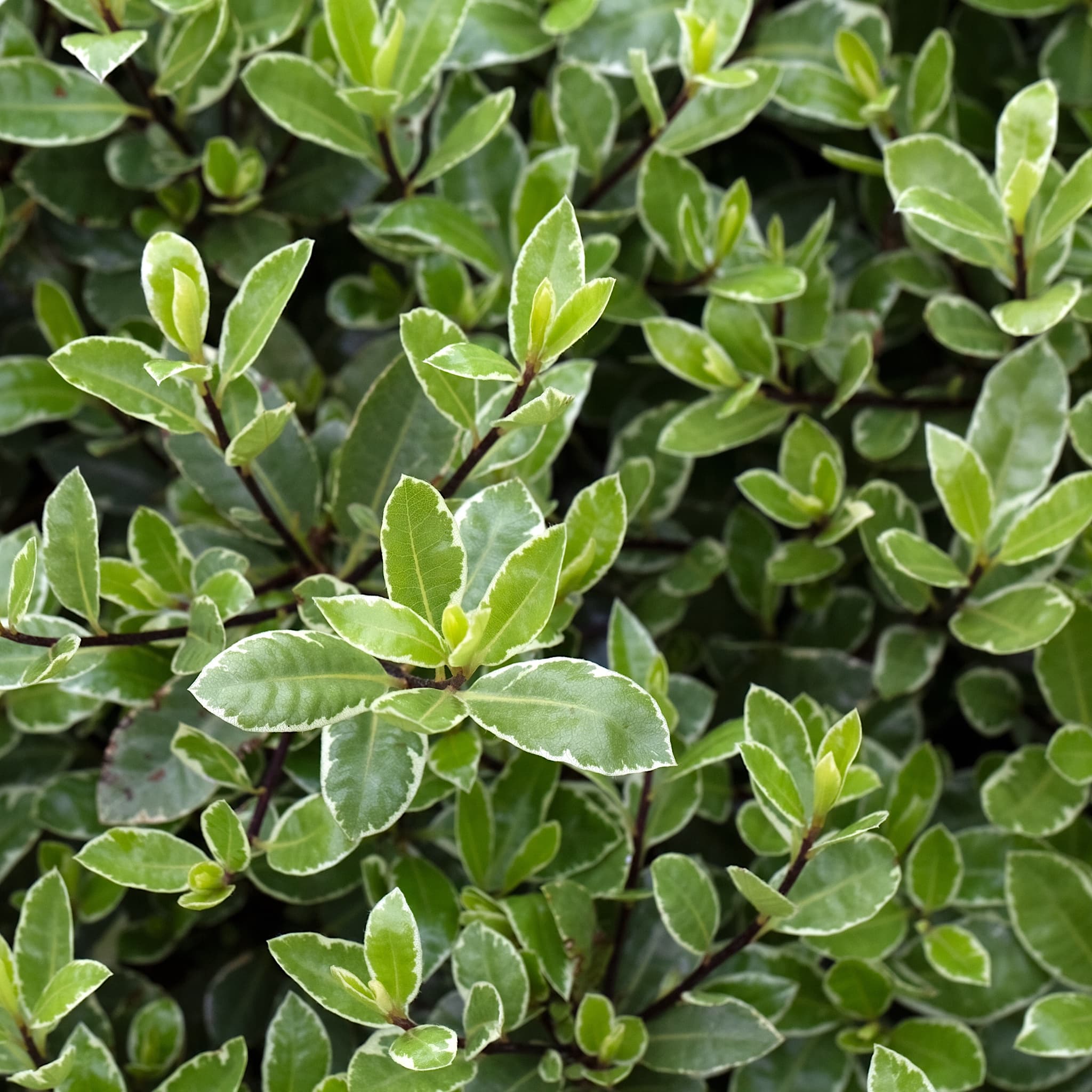 Pittosporum ten. 'Silver Ball'