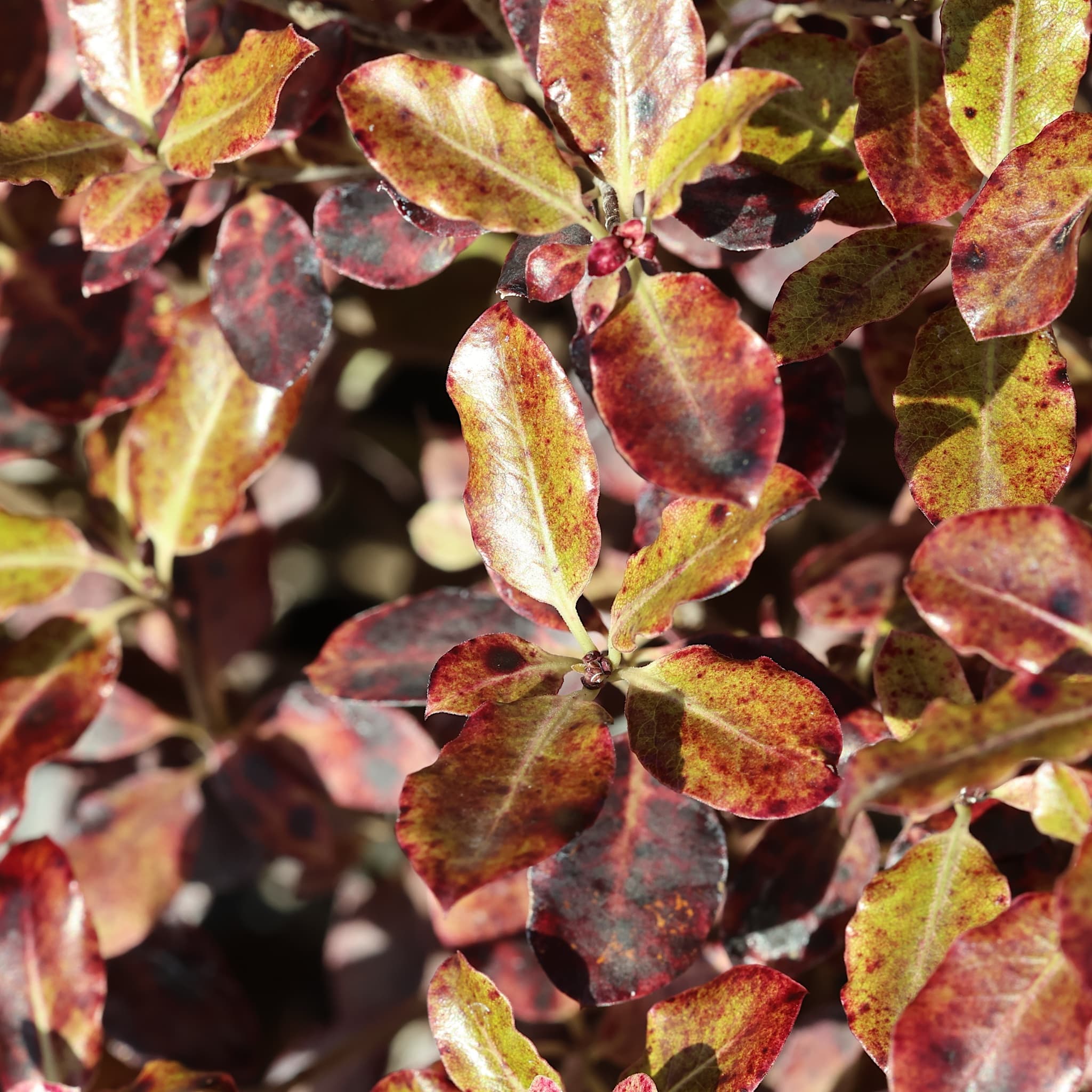 Pittosporum ten. 'Tom Thumb'