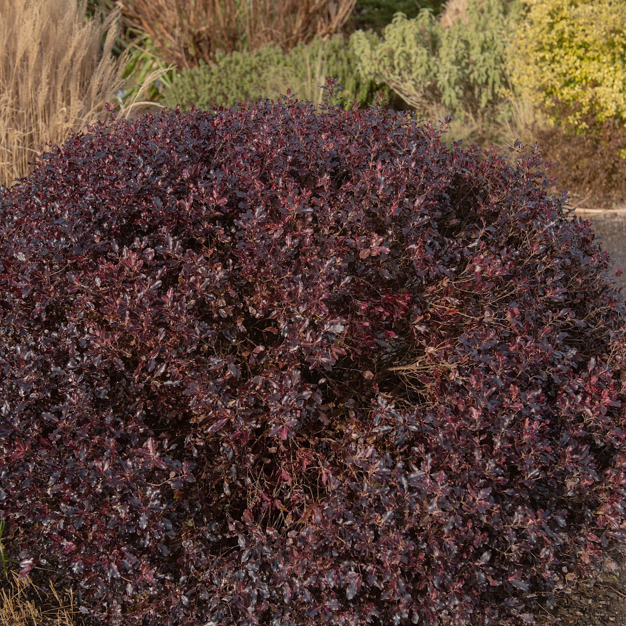 Pittosporum ten. 'Tom Thumb'