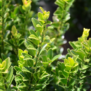Euonymus jap. 'Greenspire'
