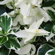 Euonymus jap. 'Himalaya'