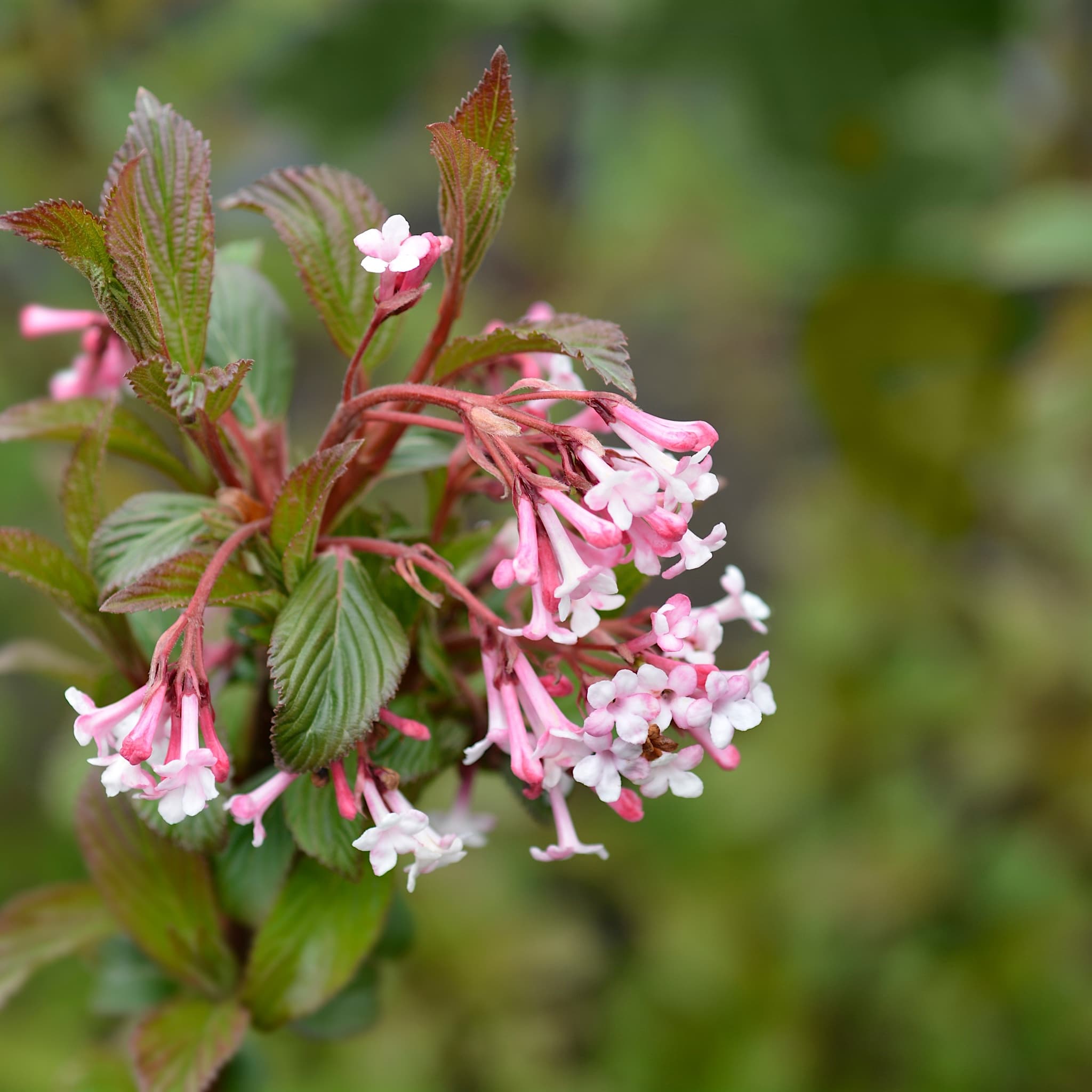 Viburnum bodn. 'Charles Lamont'